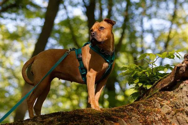 Aangelijnde Hond Zoek Naar Bidden Terwijl Hij Een Heuvel Het — Stockfoto