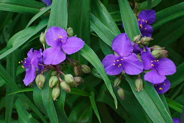 Kwiaty Piękne Purpurowe Tęczówki — Zdjęcie stockowe