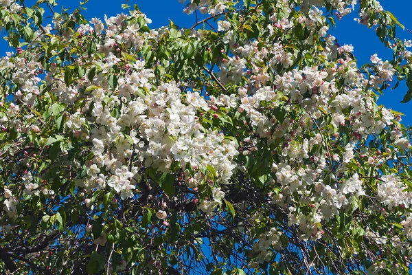 Fiori Bianchi Melo Primavera — Foto Stock