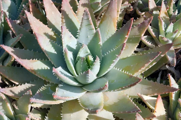Zavřít Kaktusovou Rostlinu — Stock fotografie
