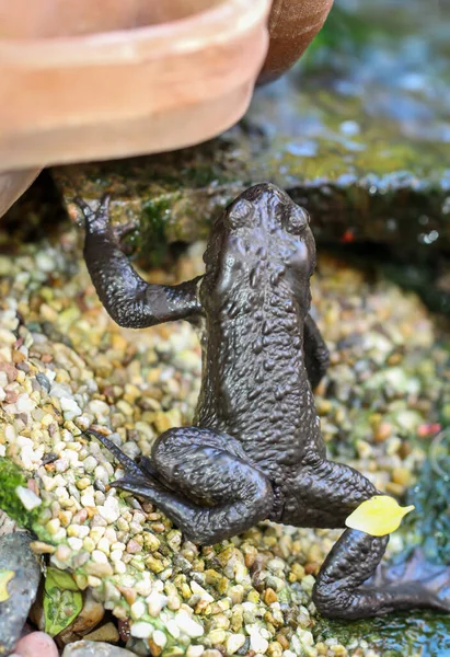 Burro Bufo Comum Borda Uma Lagoa — Fotografia de Stock