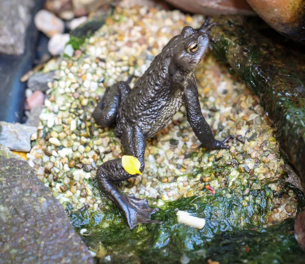 Ein Gemeiner Kreuzkrötenbufo Rande Eines Teiches — Stockfoto