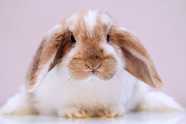 Photo Shoot Young Dwarf Rabbit — Stock Photo, Image