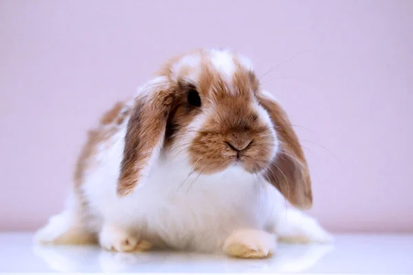 Photo Shoot Young Dwarf Rabbit — Stock Photo, Image