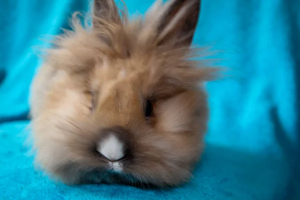 Séance Photo Avec Jeune Lapin Nain — Photo