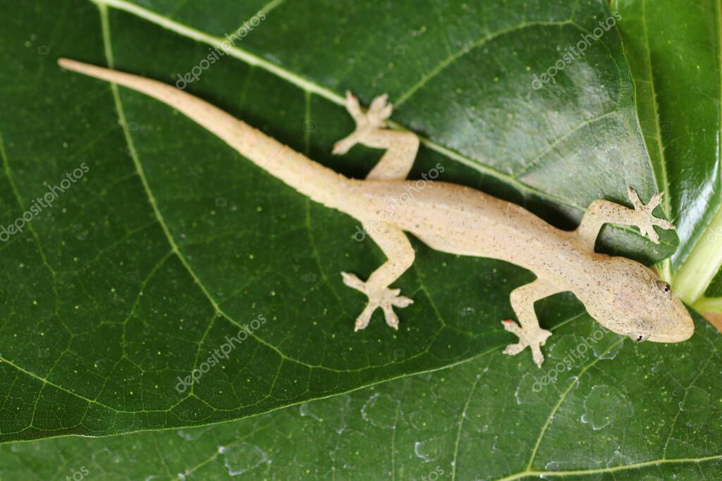 Casa Asiática o Común Gecko Hemidactylus frenatus se encuentra sobre
