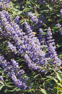 Chaste tree (Vitex agnus-castus). Called Vitex, Chasteberry, Abraham's balm, Lilac Chastetree and Monk's pepper also. clipart