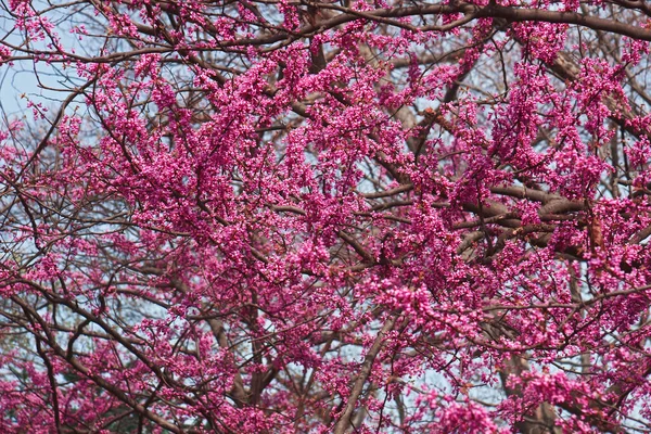 Rózsaszín Sakura Virágok Tavasszal — Stock Fotó