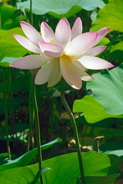 Bela Flor Lótus Jardim — Fotografia de Stock