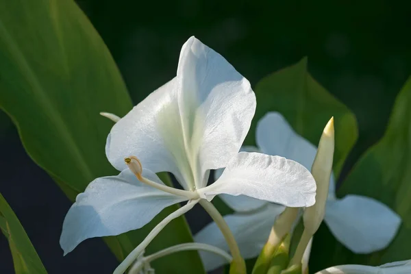 Beautiful White Lily Flower Garden — Stock Photo, Image