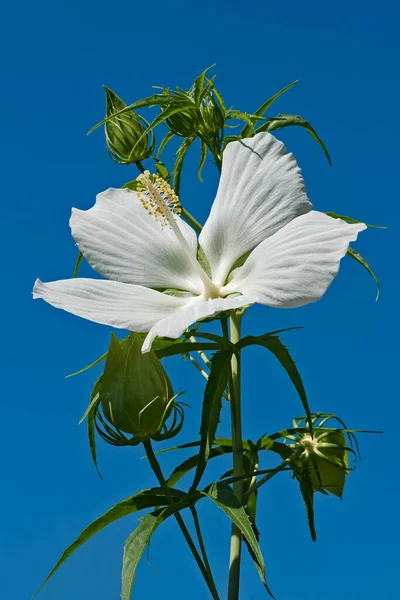 Beautiful White Flower Blue Background — Stock Photo, Image