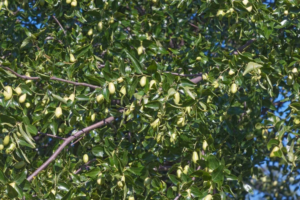 Olivträd Med Gröna Blad Trädgården — Stockfoto