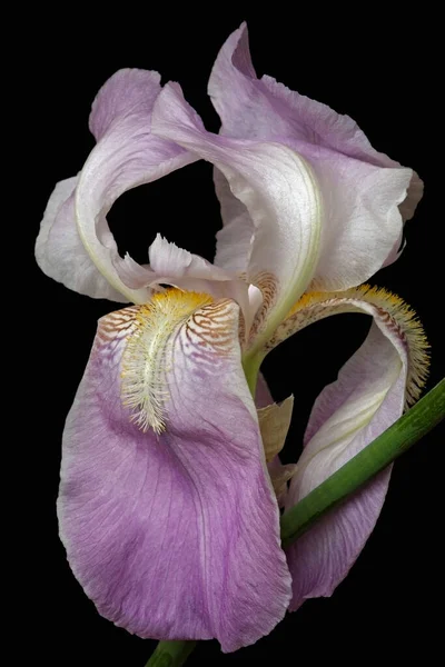 Krásná Fialová Duhovka Květiny Izolované Černém Pozadí — Stock fotografie