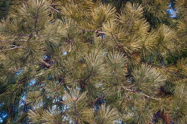Dennenboomtakken Flora Natuur — Stockfoto