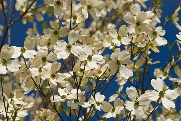 Krásné Květy Jara — Stock fotografie