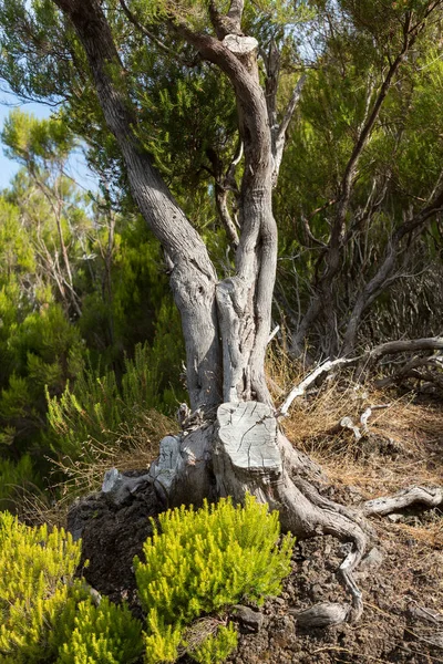 Forêt Tropicale Dans Les Montagnes Île Madère Portugal — Photo