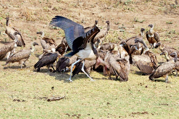 Sęp Biały Walczący Zdobycz Parku Narodowym Gorongosa Mozambiku — Zdjęcie stockowe