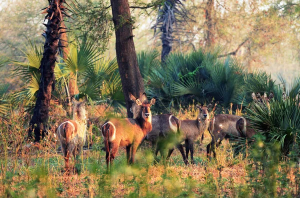 Mozambik Teki Gorongosa Ulusal Parkı Nda Eliptik Parkları — Stok fotoğraf