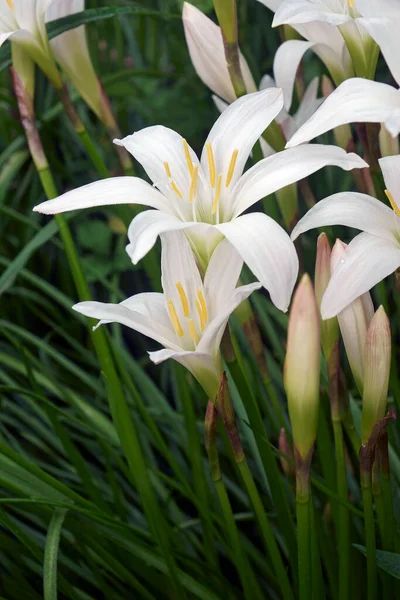 Fehér Liliom Virág Kertben — Stock Fotó