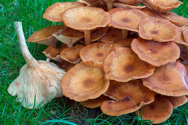 Champignons Dans Forêt — Photo