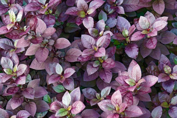 Schöne Lila Hortensienblüten Garten — Stockfoto