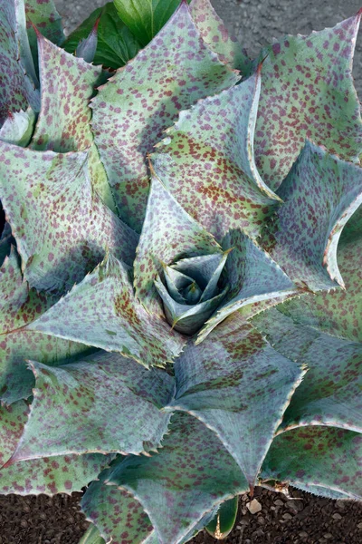 Крупним Планом Кактусова Рослина — стокове фото