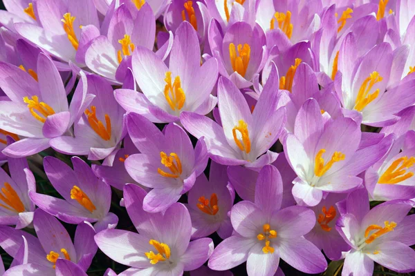 Красивые Крокус Цветы Саду — стоковое фото