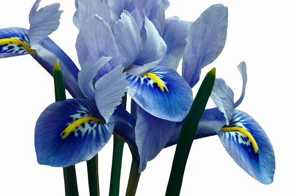 Hermoso Iris Azul Aislado Sobre Fondo Blanco — Foto de Stock