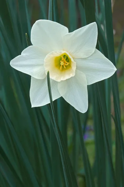 Bellissimo Fiore Narciso Bianco Giardino — Foto Stock