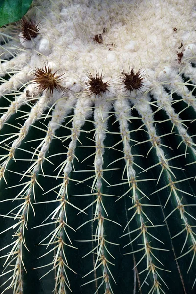 Närbild Kaktus Gryta — Stockfoto