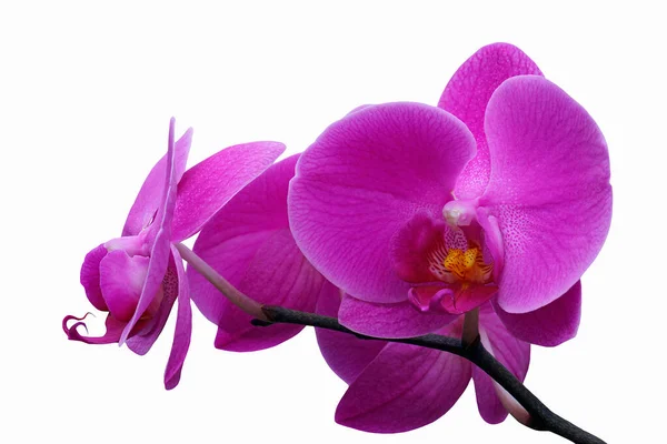 Rózsaszín Orchidea Virág Elszigetelt Fehér Háttér — Stock Fotó
