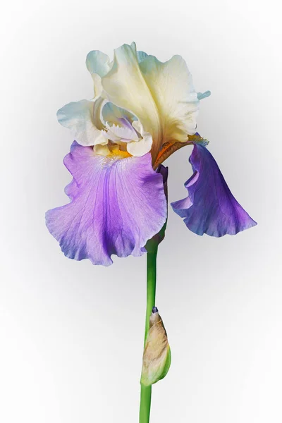 Schöne Iris Blume Auf Weißem Hintergrund — Stockfoto