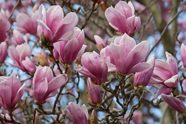 Rosa Magnolienblüten Garten — Stockfoto
