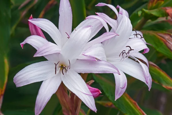 James Hendry Κρίνο Crinum James Hendry Υβρίδιο Μεταξύ Crinum Digwidii — Φωτογραφία Αρχείου