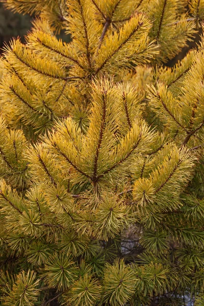 Pine Cone Branch Tree — Stock Photo, Image