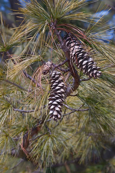 Pine Cone Branches Tree — Stock Photo, Image