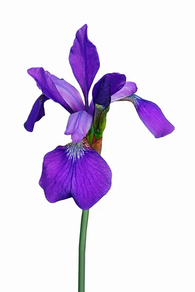Iris Flower Isolated White Background — Stock Photo, Image