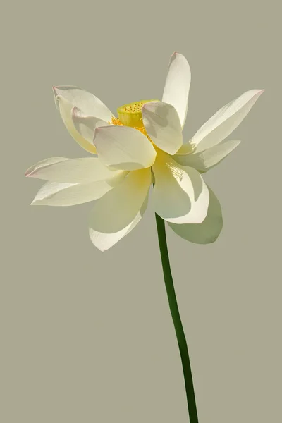 Красивый Белый Цветок Лилии Сером Фоне — стоковое фото