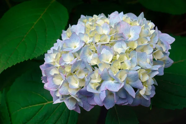 Bahçede Güzel Beyaz Ortanca Çiçekler — Stok fotoğraf