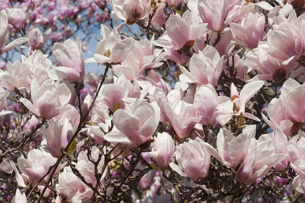 Bahçede Güzel Bahar Çiçekleri — Stok fotoğraf