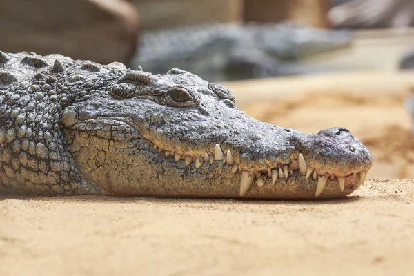 Крупный План Крокодила — стоковое фото