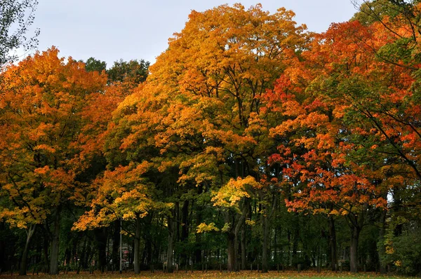 Podzimní Krajina Barevnými Stromy — Stock fotografie
