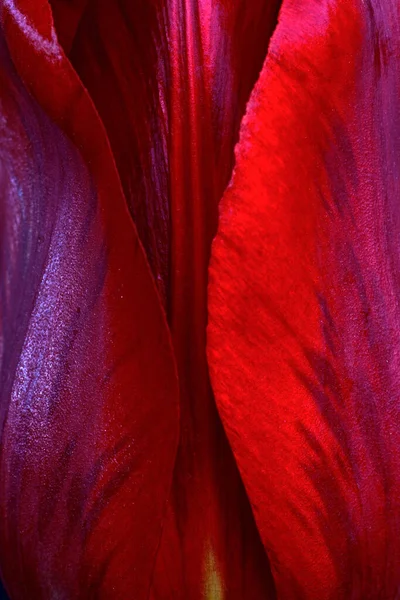 Close Red Tulip — Stock Photo, Image