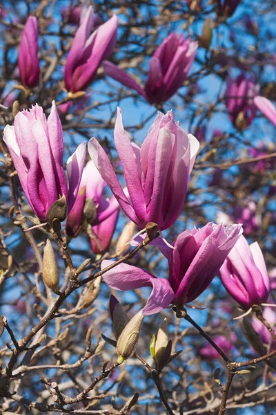 Magnolia Bloemen Het Voorjaar — Stockfoto