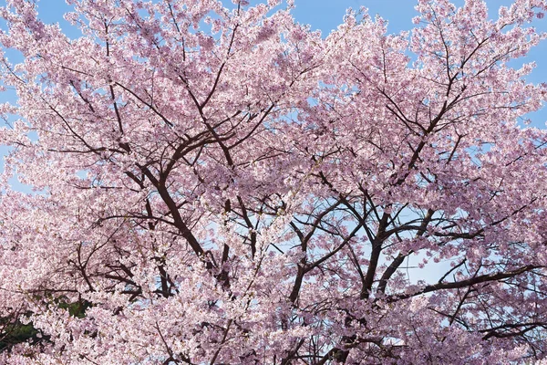 Beautiful Sakura Flowers Spring — Stock Photo, Image