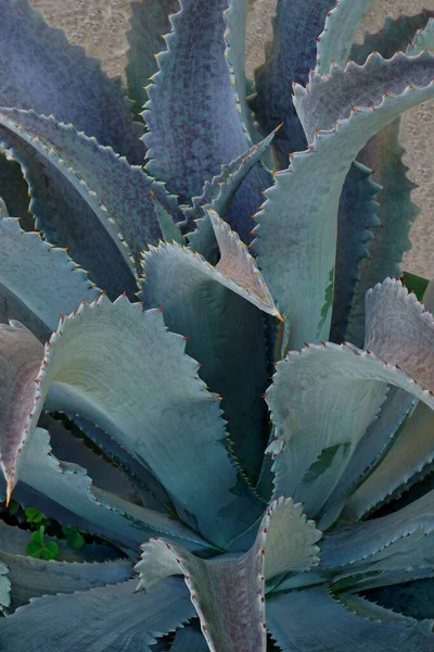 초록빛 식물의 — 스톡 사진