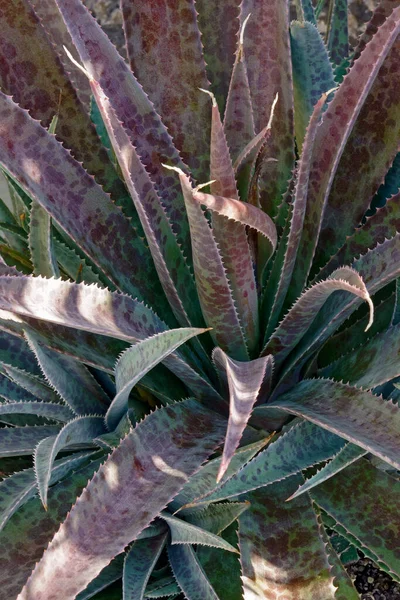 Nahaufnahme Einer Schönen Grünen Pflanze — Stockfoto