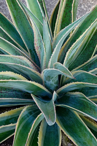 Groene Bladeren Van Een Plant Tuin — Stockfoto