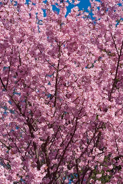 Rüya Kapanı Çiçekli Kiraz Prunus Dream Catcher Okame Kirazından Türetilmiştir — Stok fotoğraf