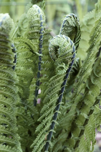 Gros Plan Une Plante Verte — Photo